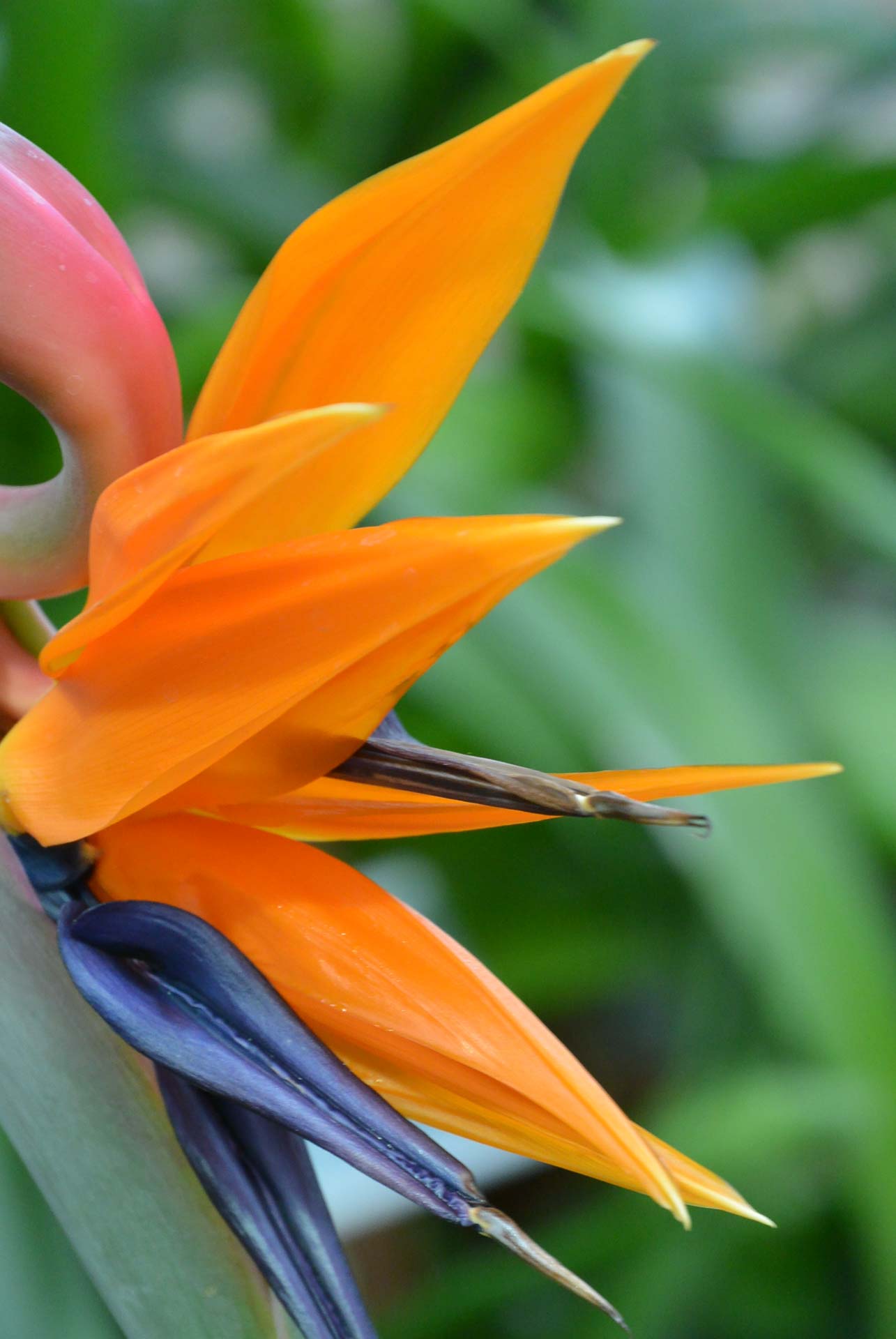 Fotoshooting Botanischer Garten 011